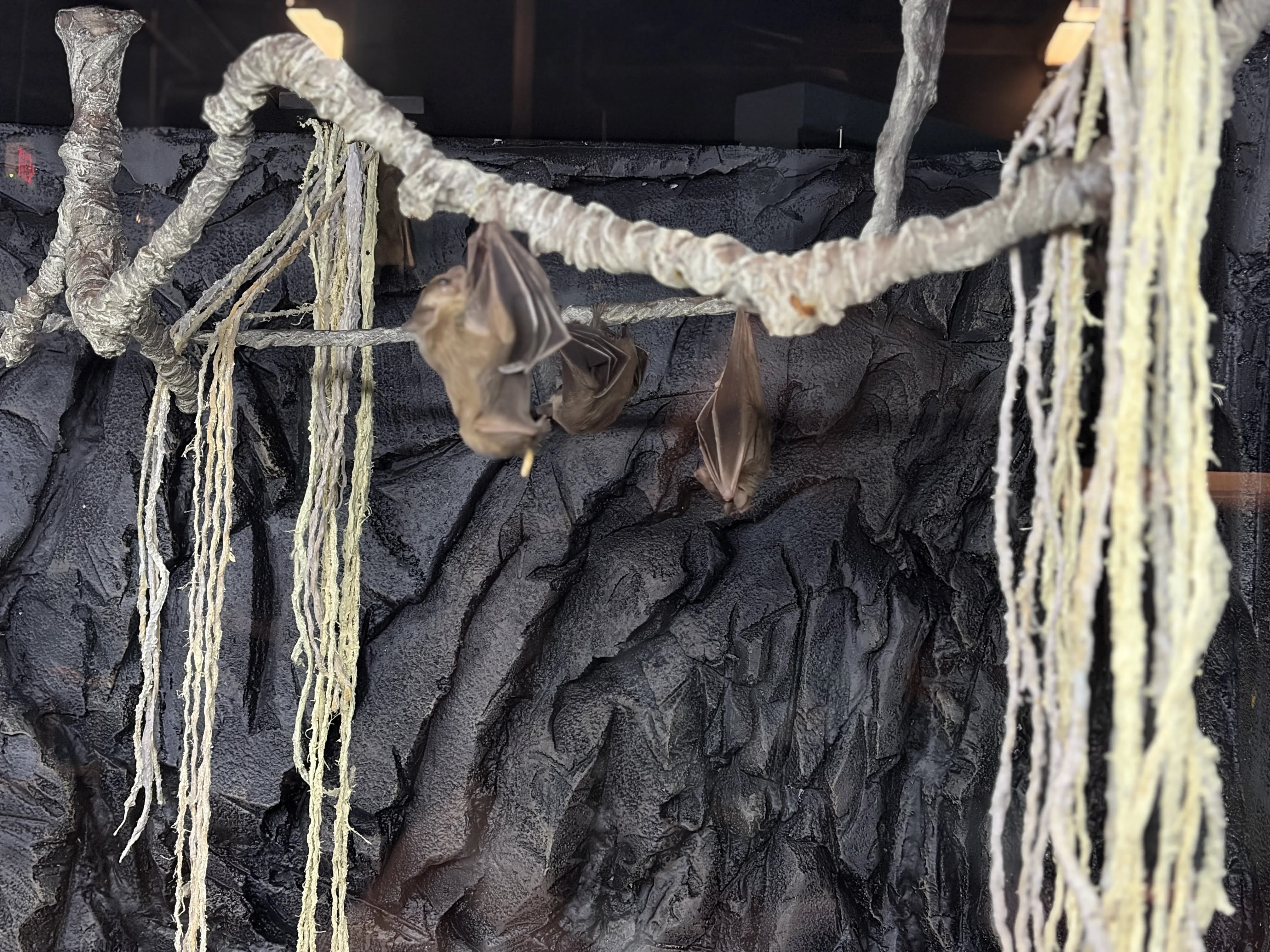 Cave Animal 2